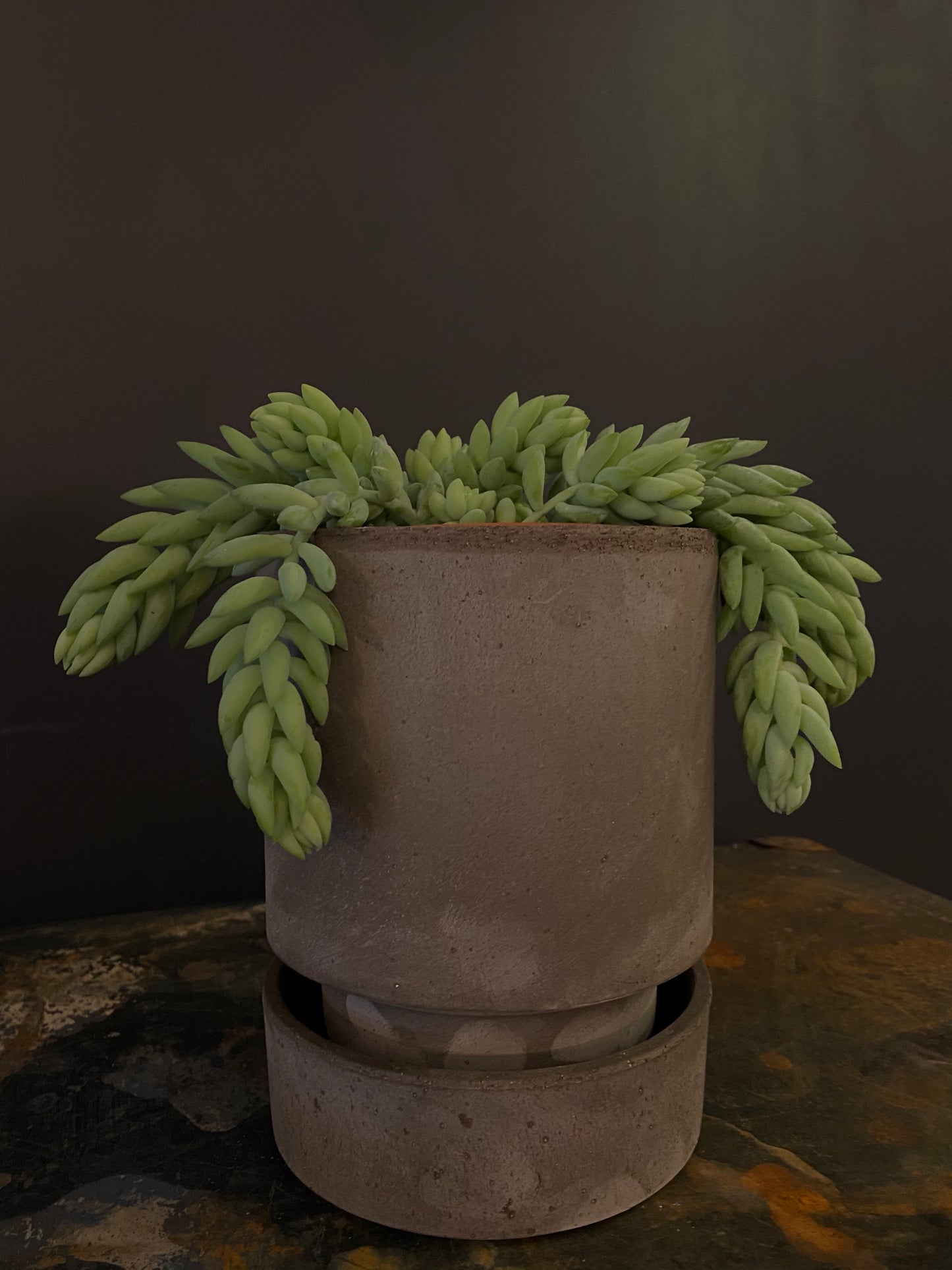 Burro Tail